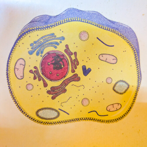 Sticker de la cellule 021