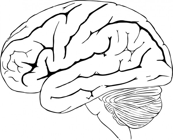 Re digitalizzato illustrazione d'epoca di dominio pubblico di un cervello umano in bianco e nero.