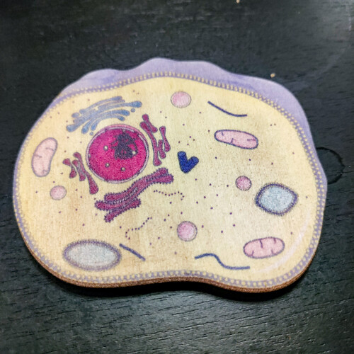 Aimants cellule 001