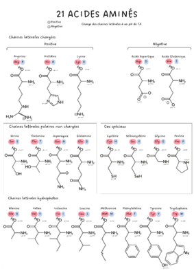 acides_aminés.png